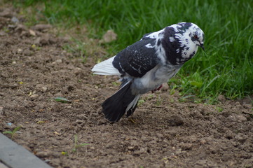 bird