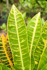 Codiaeum variegatium plant in nature garden
