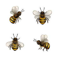 Set of bees isolated on white