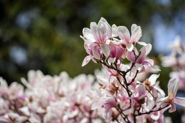 Spring flowers magnolia blossom tree on a bright sunny day