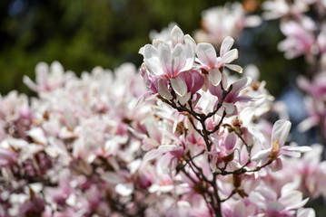 Spring flowers magnolia blossom tree on a bright sunny day