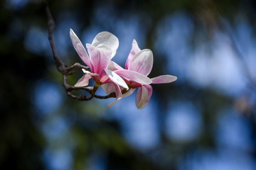 Obraz premium Spring flowers magnolia blossom tree on a bright sunny day