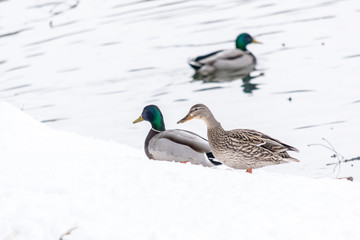 Birds in winter