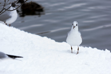 Captivating Park Winter: A Petite White Seagull Gracefully Trekking Through Undisturbed Fresh Snow by a Tranquil Lake