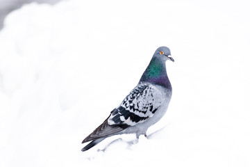 Birds in winter