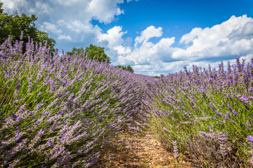 Obraz premium Summer lavender field in Provence, France