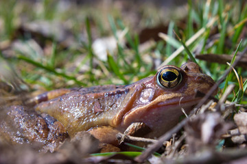 Common frog in the wild on the dry leaves in grass
