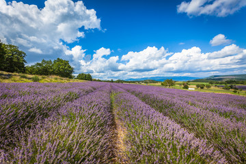 Naklejka na ściany i meble Lavender Field in Provence, France