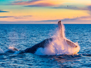 Humpback Whale breaching in deep blue sea at Iceland
