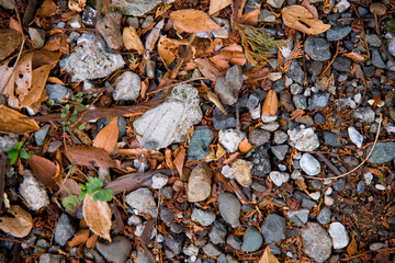 Nature on the street of Yokohama, Japan. Yokohama is a port city located in a little south of Tokyo.