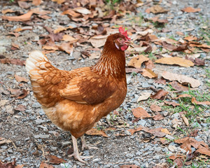 Close up hen.