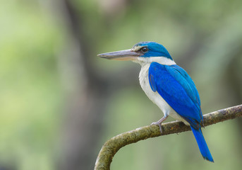 Beautiful bird in nature Collared Kingfisher