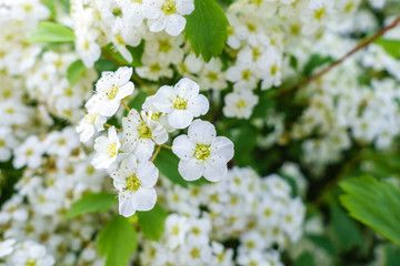 Blooming bush of spirea white flowers in sunset light