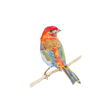 Bird Watercolor painting. Watercolor hand painted cute animal illustrations.