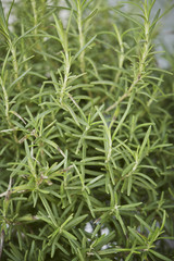green plant
