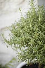 Obraz premium green plant