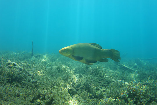 Tench fish