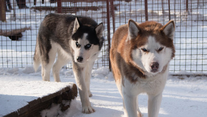 two serious husky