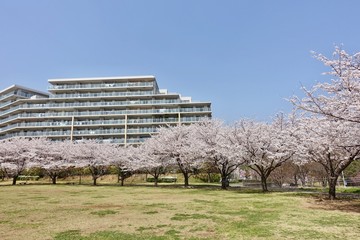 桜