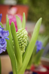 Fototapeta premium flower in the garden