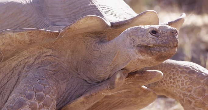 African spurred tortoise walking in hot sun - close up on side profile