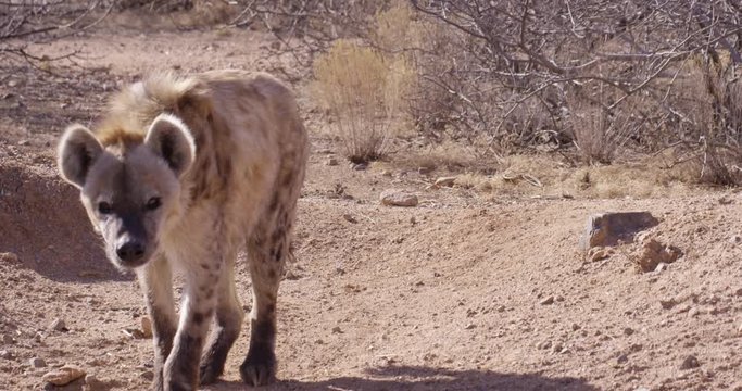 Spotted Hyena staring towards camera - slow motion
