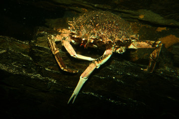 crabe-araignée sous l'eau