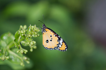 A little butterfly manarc