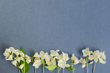 White jasmine flowers on a dark background