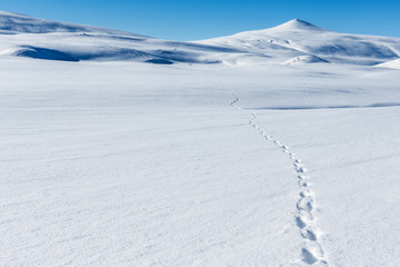 Tierspuren im Schnee in Lappland - obrazy, fototapety, plakaty
