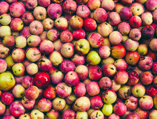 apples in the water.