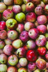 apples in the water.