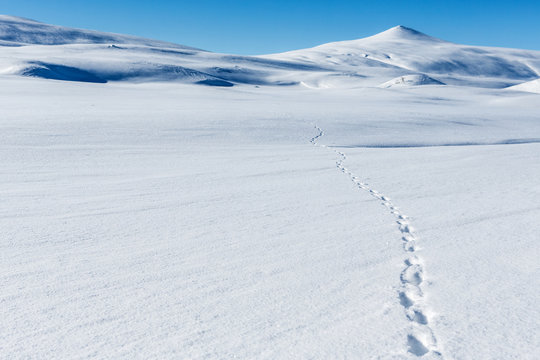 Tierspuren im Schnee in Lappland