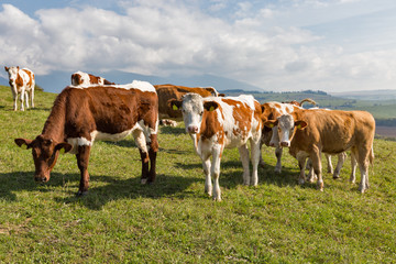 herd of cows grazing on a high hill pasture