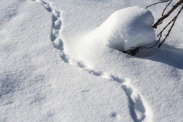 Tierspuren im Schnee in Lappland