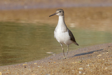 sandpiper, bird, animal