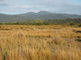Fototapeta premium Australia, Kangaroo is standing
