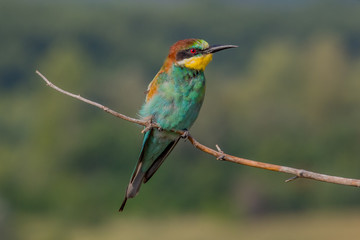 european bee-eater, bird, nature, animal