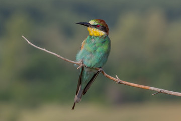 european bee-eater, bird, nature, animal