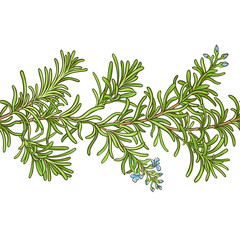 rosemary branch vector pattern