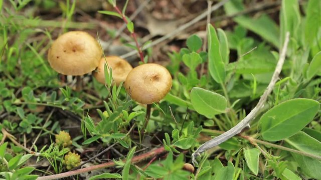 Scotch bonnet (fairy ring) mushrooms, marasmius oreades in nature