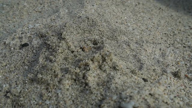 female hand pick up white flower in the sand, concept ecology, green earth disaster destroyed, global warming, dry drought, pollution, woman find last hope, change climate arid landscape desert