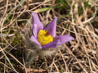 Pulsatilla grandis blooming in the early spring