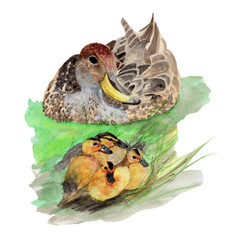 Duck Watercolor painting. Watercolor hand painted cute animal illustrations.