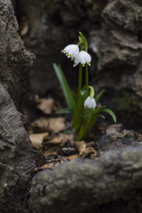 Leucojum Vernum