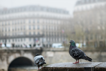 Pigeons sitting on the embankment near the river in the fog.