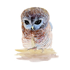 Owl Watercolor painting. Watercolor hand painted cute animal illustrations.