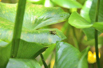 葉っぱの上のアマガエル