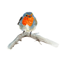 Robin Watercolor painting. Watercolor hand painted cute animal illustrations.