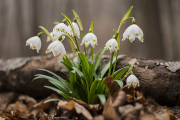 Leucojum Vernum